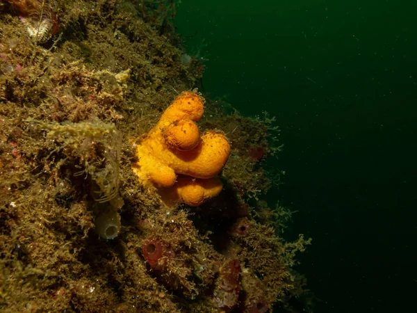 A closeup picture of the soft coral dead mans fingers or Alcyonium digitatum. Picture from the Weather Islands, Skagerrak Sea, Sweden — Stock Photo, Image