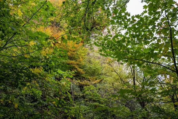 Linda folhagem verde exuberante em Mons Klint, na Dinamarca — Fotografia de Stock