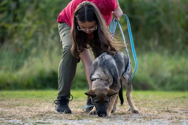 Un chiot berger allemand de quatre mois en formation de suivi par une adolescente — Photo