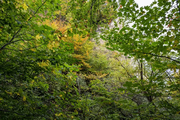 Linda folhagem verde exuberante em Mons Klint, na Dinamarca — Fotografia de Stock