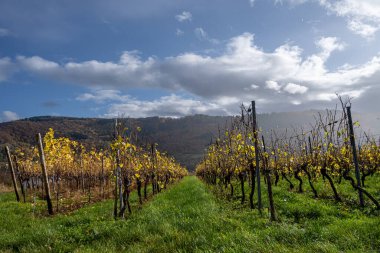 Mosel Vadisi 'nde bir üzüm bağı. Güzel sarı sarmaşık yaprakları ve yeşil çimenler