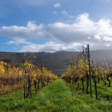 Mosel Vadisi 'nde bir üzüm bağı. Güzel sarı sarmaşık yaprakları ve yeşil çimenler