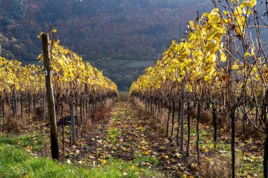 Mosel Vadisi 'nde bir üzüm bağı. Güzel sarı sarmaşık yaprakları ve yeşil çimenler