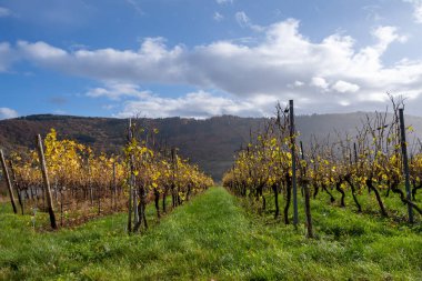 Mosel Vadisi 'nde bir üzüm bağı. Güzel sarı sarmaşık yaprakları ve yeşil çimenler