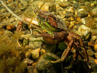 Deniz tabanında bir yengecin yakın plan fotoğrafı. 