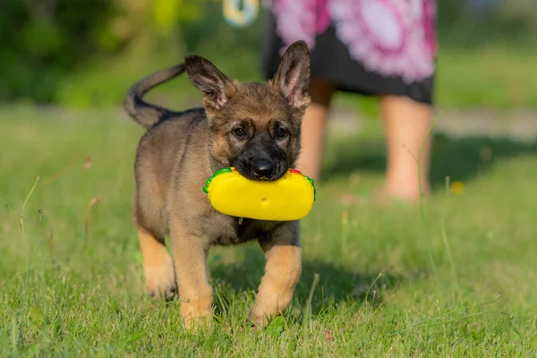 Un cachorro pastor alemán de ocho semanas jugando con un juguete en hierba verde. Raza de línea de trabajo — Foto de Stock