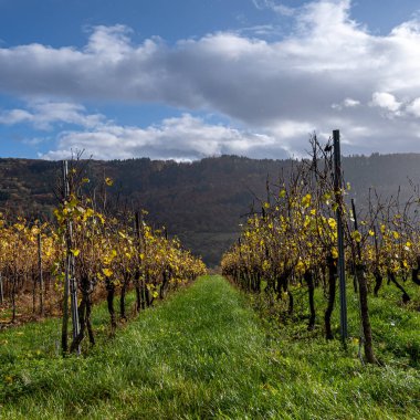 Mosel Vadisi 'nde bir üzüm bağı. Güzel sarı sarmaşık yaprakları ve yeşil çimenler