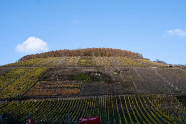 A vineyard on a hillside in the Mosel valley. Beautiful yellow vine leaves and green grass — Stock Photo, Image