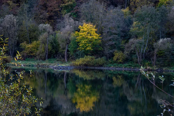 Dik bir nehir kıyısında yemyeşil ağaçları olan Mosel nehri. Cochem, Almanya — Stok fotoğraf