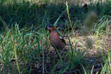 Uzun otların arasında küçük bir kuş