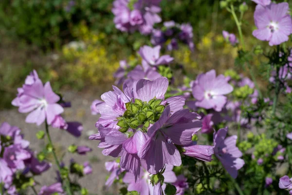 Close-up picture of purple flowers — Stock Photo, Image