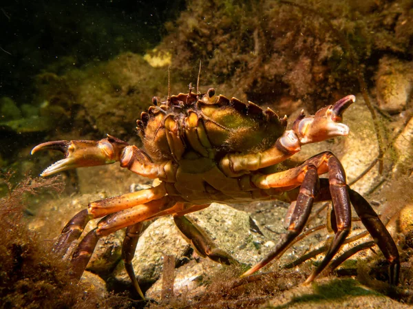 Sebuah gambar kepiting close-up di antara rumput laut — Stok Foto