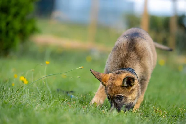 Un cucciolo di pastore tedesco di nove settimane gioca nell'erba verde. Sable colorato, linea di lavoro — Foto Stock