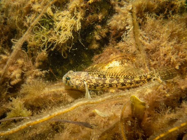 Bir Sandy Goby, Pomatoschistus minute, The Sound 'da, İsveç ve Danimarka arasında