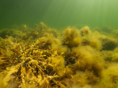 Fucus vesiculosus ya da idrar kesesi güneş ışınlarının suya nüfuz etmesiyle aydınlanır. Fotoğraf: The Sound, İsveç