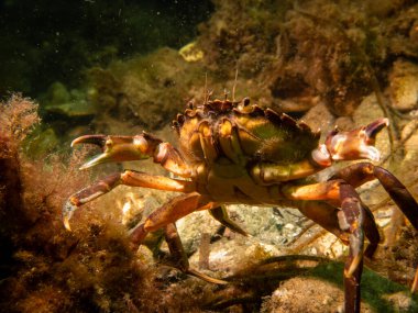 Deniz yosunları arasında bir yengecin yakın plan fotoğrafı.