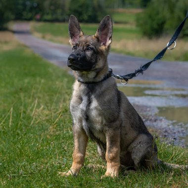 11 haftalık Alman çoban köpeğinin köpek portresi. Yeşil çimen arkaplanı