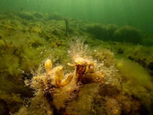 Fucus vesiculosus eller blåstång lyser upp av solstrålar som tränger in i vattnet. Bild från Öresund, Sverige — Stockfoto