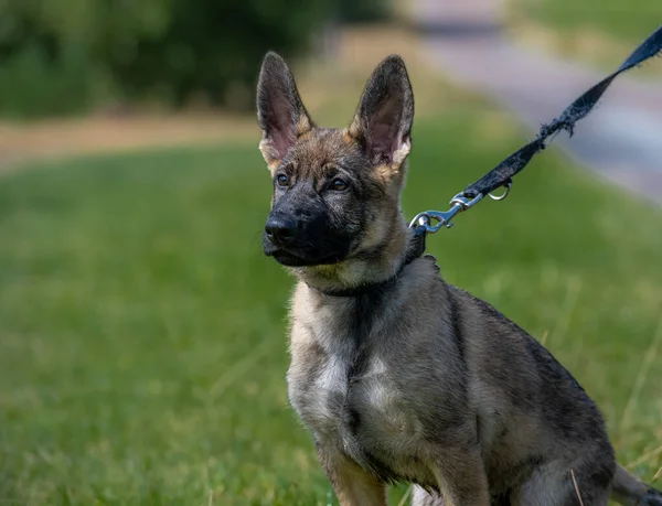 一个十一个星期大的德国牧羊犬的狗肖像。绿草背景 — 图库照片