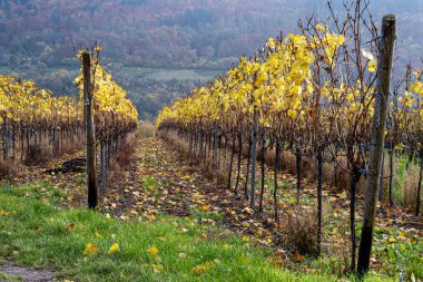 Mosel Vadisi 'nde bir üzüm bağı. Güzel sarı sarmaşık yaprakları ve yeşil çimenler