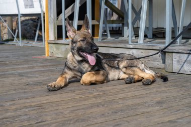 Dört aylık bir Alman çoban köpeği tahta bir güverteye yattı.