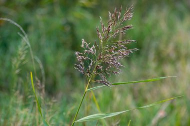 Dört aylık Alman çoban köpeğinin yakın plan portresi.