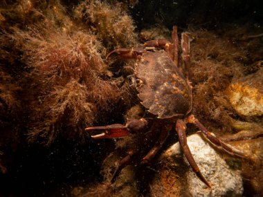 Deniz yosunları arasında bir yengecin yakın plan fotoğrafı.