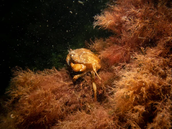 Um quadro de close-up de um caranguejo entre algas — Fotografia de Stock