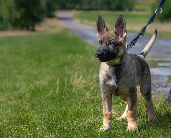 Um cachorro pastor alemão reativo de onze semanas com uma trela. Fundo de grama verde — Fotografia de Stock