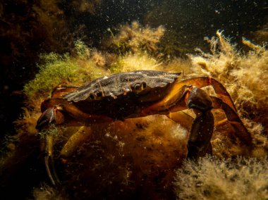 Deniz yosunları arasında bir yengecin yakın plan fotoğrafı.
