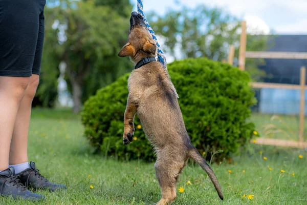 一个九周大的德国牧羊犬在绿草中跳跃的狗的肖像。工作服品种 — 图库照片