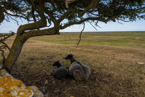 Owce pod drzewem na wrzosowisku — Zdjęcie stockowe