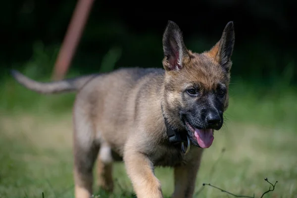 Retrato de perro de un cachorro pastor alemán de ocho semanas de edad en hierba verde. Sable colered, línea de trabajo de la raza —  Fotos de Stock