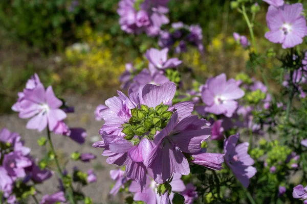 Detailní záběr fialových květů — Stock fotografie