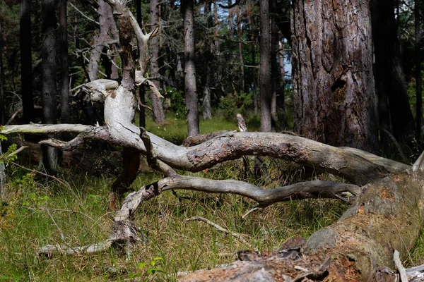Suché větve na zemi v borovém lese. Borovice je jehličnanem rodu Pinus čeledi Pinaceae — Stock fotografie