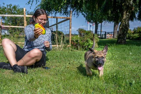 Une fillette de douze ans joue avec un chiot berger allemand de huit semaines dans l'herbe verte. Sable colore, race de ligne de travail — Photo