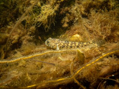 Bir Sandy Goby, Pomatoschistus minute, The Sound 'da, İsveç ve Danimarka arasında