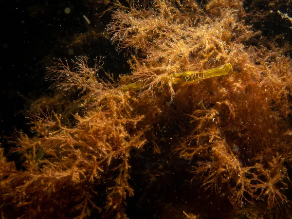 Een close-up foto van een rechte neus pipefish, Nerophis ophidion, tussen zeewier en stenen — Stockfoto