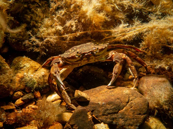 Een close-up foto van een krab tussen zeewier — Stockfoto