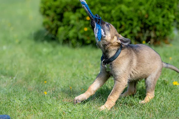 Dokuz haftalık bir Alman çoban köpeği yeşil çimlerde römorkör oynar. Çalışan cins