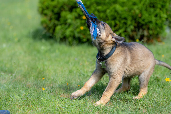 A nine weeks old German Shepherd puppy plays tug in green grass. Working line breed