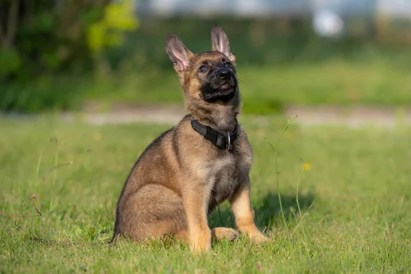 Ritratto di cane di un cucciolo di pastore tedesco di otto settimane in erba verde. Zibellino colorato, linea di lavoro razza — Foto Stock