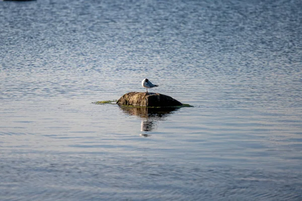 Una gaviota sobre una piedra en hermosa luz del atardecer —  Fotos de Stock