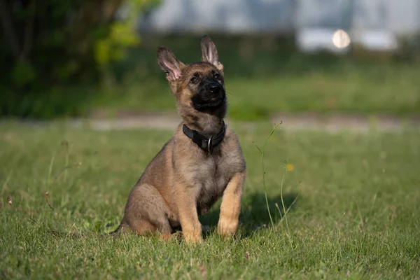 Ritratto di cane di un cucciolo di pastore tedesco di otto settimane in erba verde. Zibellino colorato, linea di lavoro razza — Foto Stock