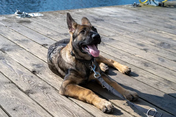 A four month old German Shepherd puppy lay down on a wooden deck — Stock Photo, Image