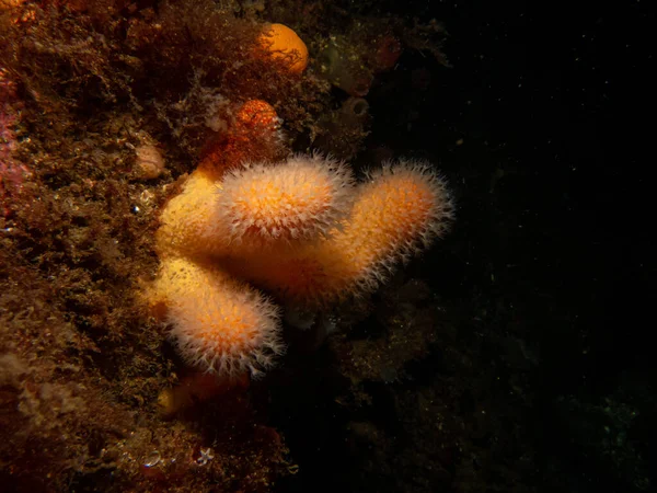 A closeup picture of a feeding soft coral dead mans fingers or Alcyonium digitatum. Picture from the Weather Islands, Skagerrak Sea, Sweden — Stock Photo, Image