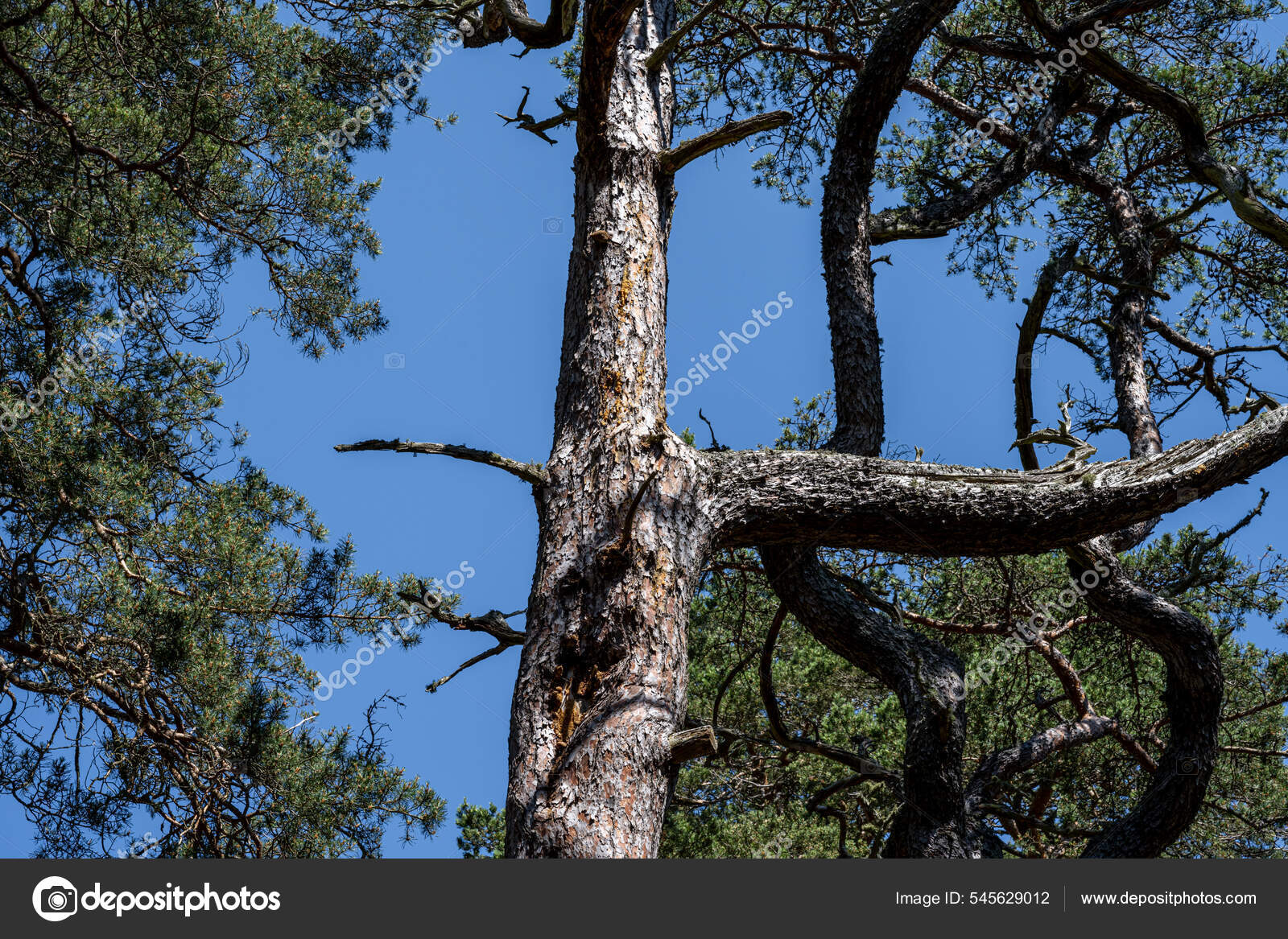 蓝天背景下的松树.松树是松树科的针叶树属的任何一种针叶树——图库图片© dan@dc-service.se #545629012