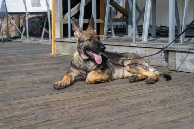 Dört aylık bir Alman çoban köpeği tahta bir güverteye yattı.