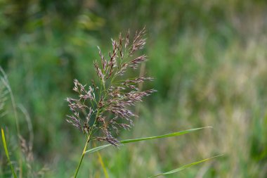 Dört aylık Alman çoban köpeğinin yakın plan portresi.