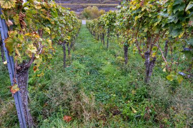 Mosel Vadisi 'nde bir üzüm bağı. Güzel sarı sarmaşık yaprakları ve yeşil çimenler